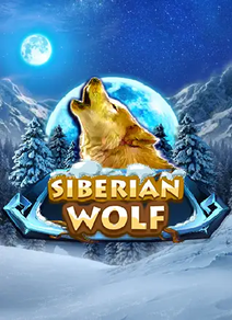 Siberian Wolf 